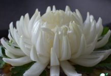 Хризантема из лука