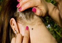 Страховка при укусе клеща