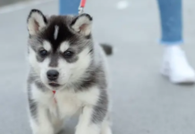 Когда я могу вывести своего щенка на прогулку? 4 совета по выгулу щенка