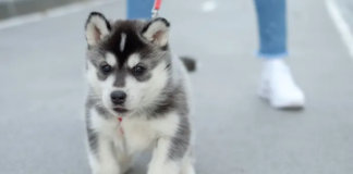 Когда я могу вывести своего щенка на прогулку? 4 совета по выгулу щенка