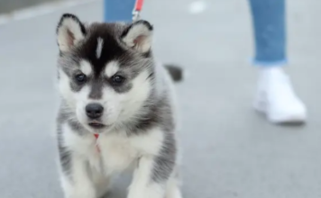 Когда я могу вывести своего щенка на прогулку? 4 совета по выгулу щенка