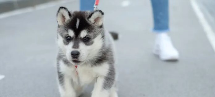 Когда я могу вывести своего щенка на прогулку? 4 совета по выгулу щенка