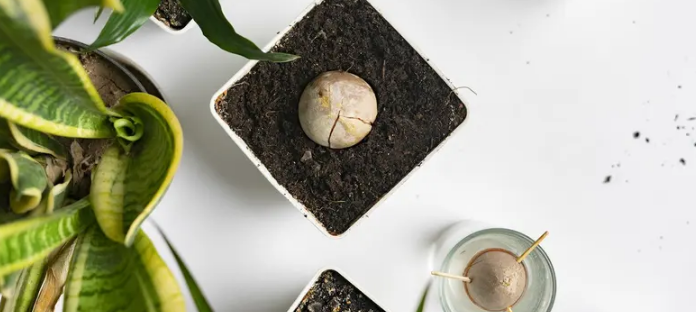 Как вырастить дерево авокадо из косточки за 6 шагов