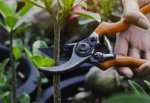 Руководство по обрезке: Как обрезать ваши растения и деревья