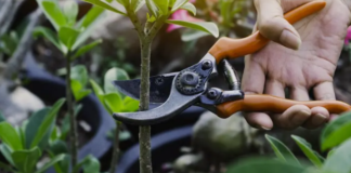 Руководство по обрезке: Как обрезать ваши растения и деревья