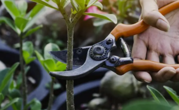 Руководство по обрезке: Как обрезать ваши растения и деревья
