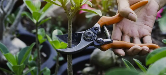 Руководство по обрезке: Как обрезать ваши растения и деревья