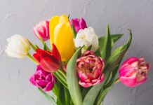 Сорта тюльпанов: от классических до экзотических