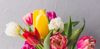 Сорта тюльпанов: от классических до экзотических