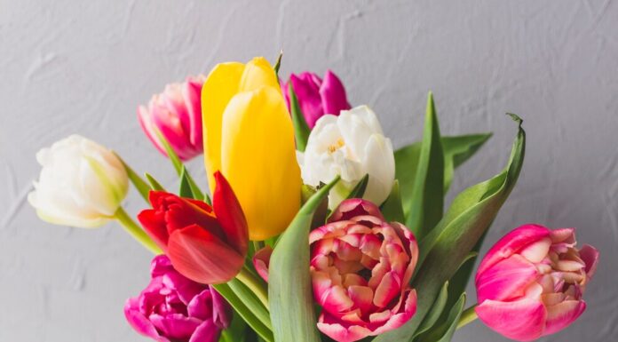 Сорта тюльпанов: от классических до экзотических